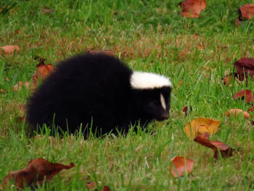 Striped Skunk