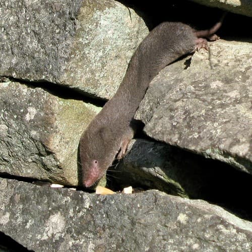Northern Short-tailed Shrew