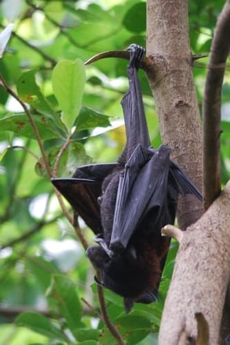Black Flying-fox