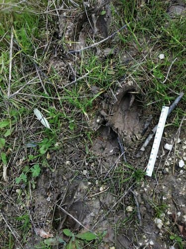 European Fallow Deer