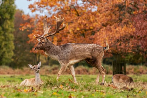 European Fallow Deer