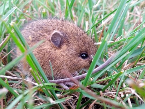 Northern Meadow Jumping Mouse