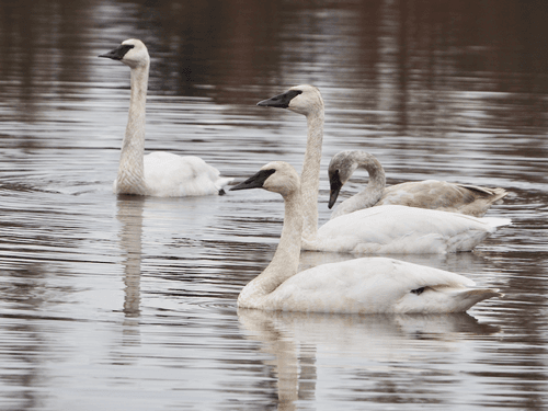 Trumpeter Swan