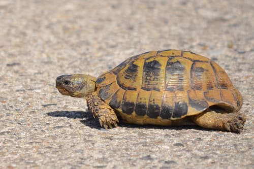 Hermann's Tortoise