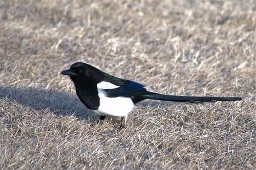 Black-billed Magpie
