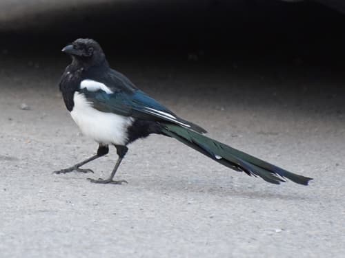 Black-billed Magpie
