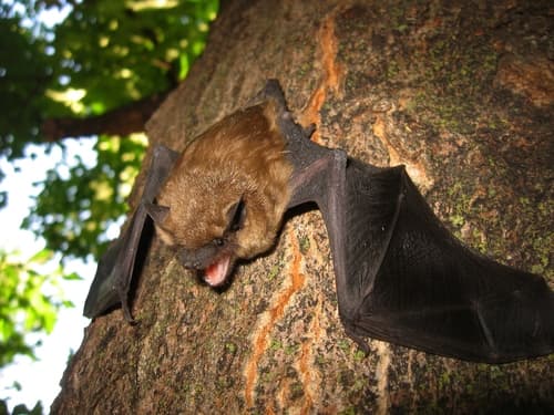 Big Brown Bat