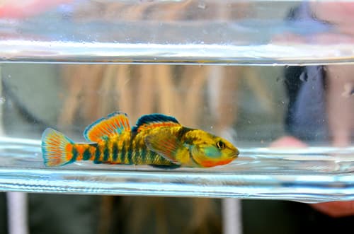 Rainbow Darter