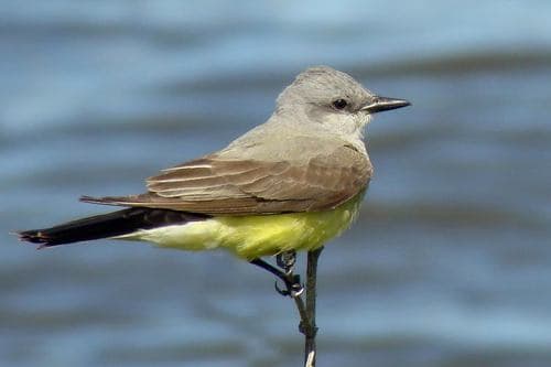 Western Kingbird