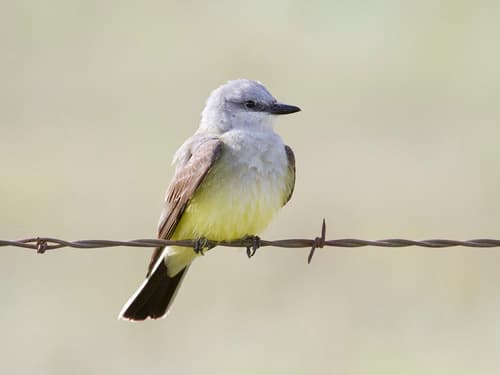 Western Kingbird