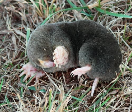 Eastern Mole
