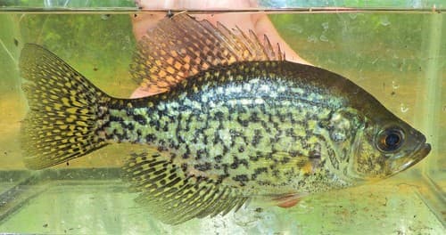 Black Crappie
