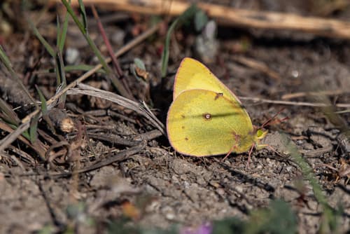 Clouded Sulphur