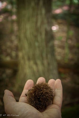 American chestnut