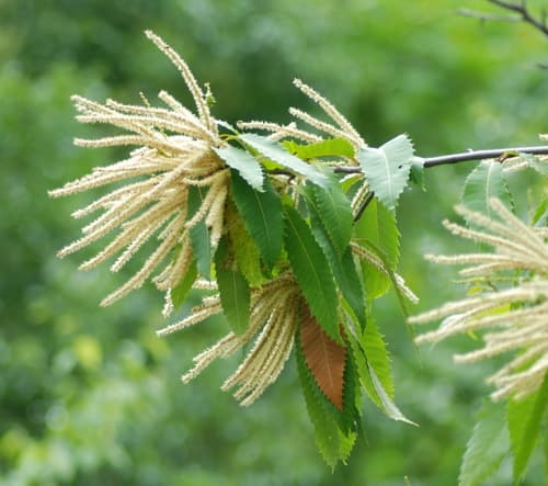 American chestnut