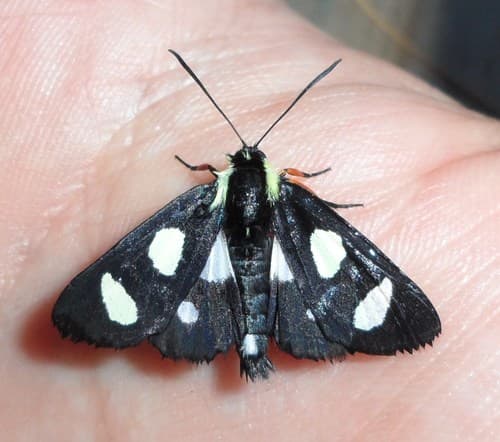 Eight-spotted Forester Moth