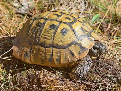 Hermann's Tortoise