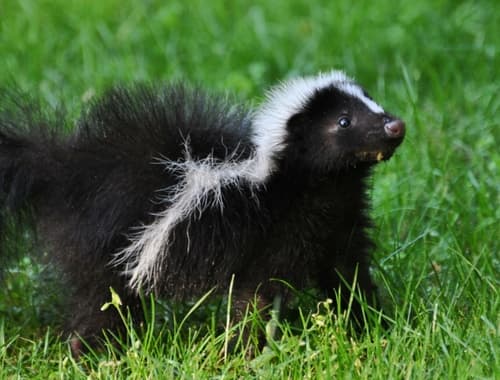 Striped Skunk