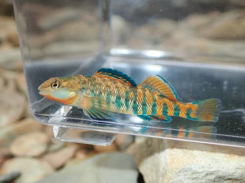 Rainbow Darter