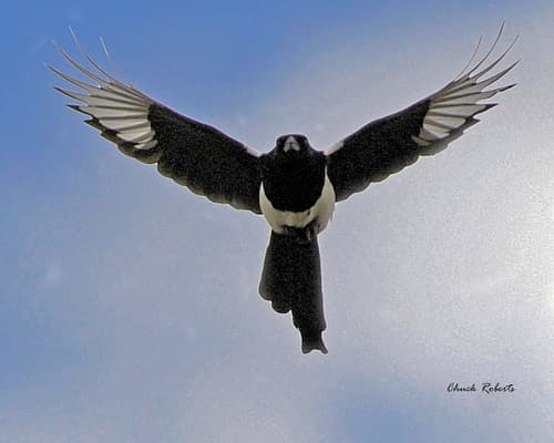 Black-billed Magpie