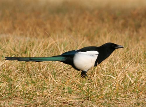 Black-billed Magpie