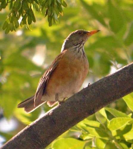 Rufous-backed Robin