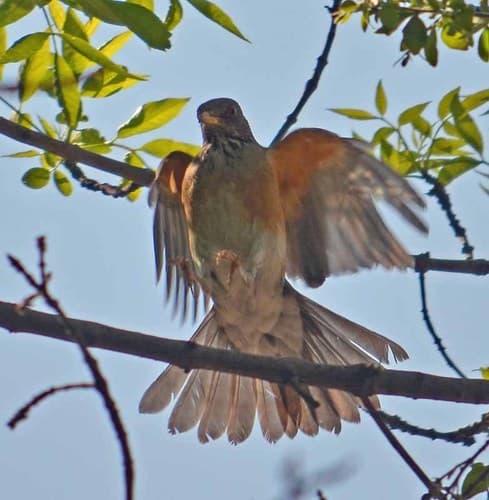 Rufous-backed Robin