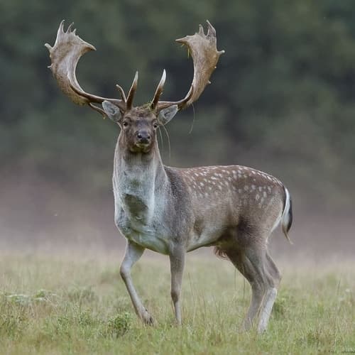 European Fallow Deer