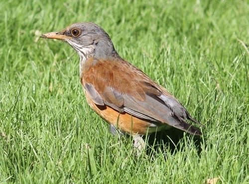Rufous-backed Robin