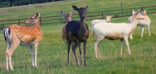 European Fallow Deer