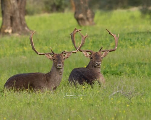European Fallow Deer
