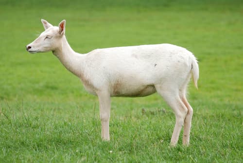 European Fallow Deer