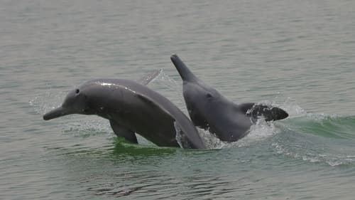 Indian Humpback Dolphin