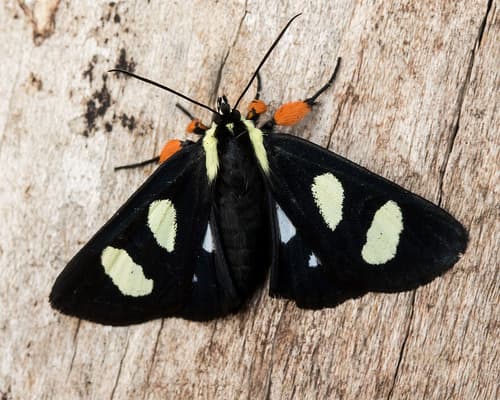 Eight-spotted Forester Moth