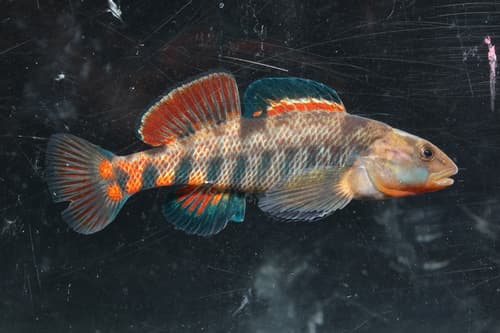 Rainbow Darter