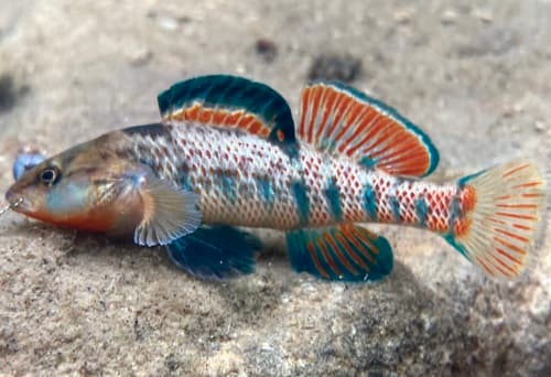 Rainbow Darter