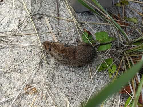 Eastern Meadow Vole