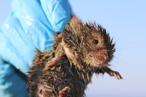 Eastern Meadow Vole