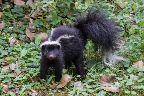 Striped Skunk