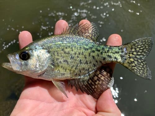 Black Crappie