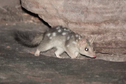 Northern Quoll