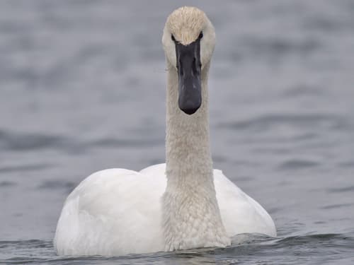 Trumpeter Swan
