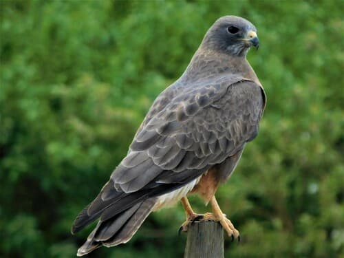Swainson's Hawk
