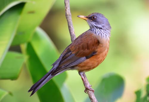 Rufous-backed Robin