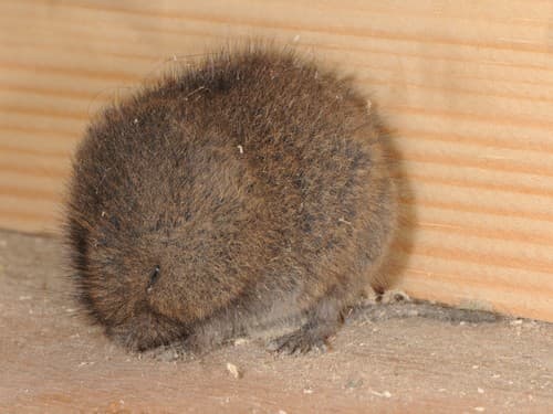 Eastern Meadow Vole