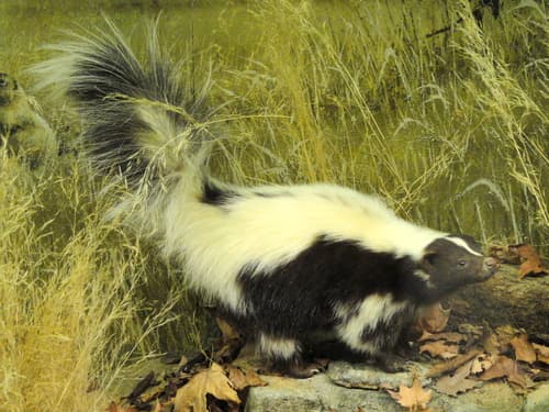 Striped Skunk