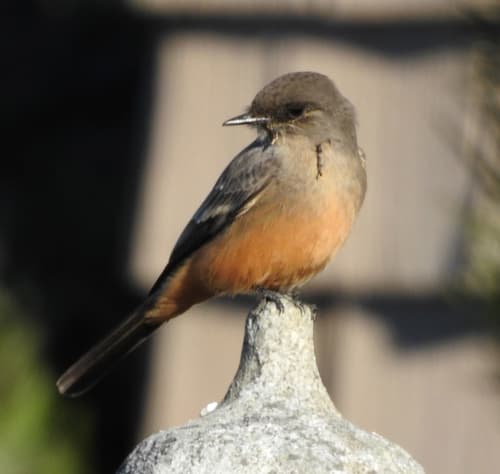 Say's Phoebe