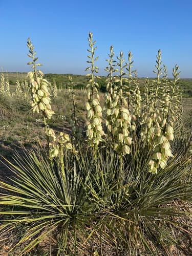 Great Plains yucca