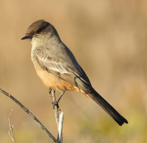 Say's Phoebe