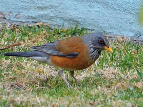 Rufous-backed Robin